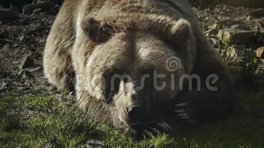 一只巨大的棕熊躺在草地上